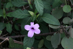Barleria montana